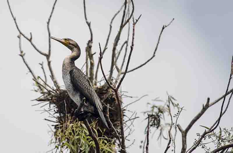Cormorán - lago Bunyonyi - Uganda 1.jpg
